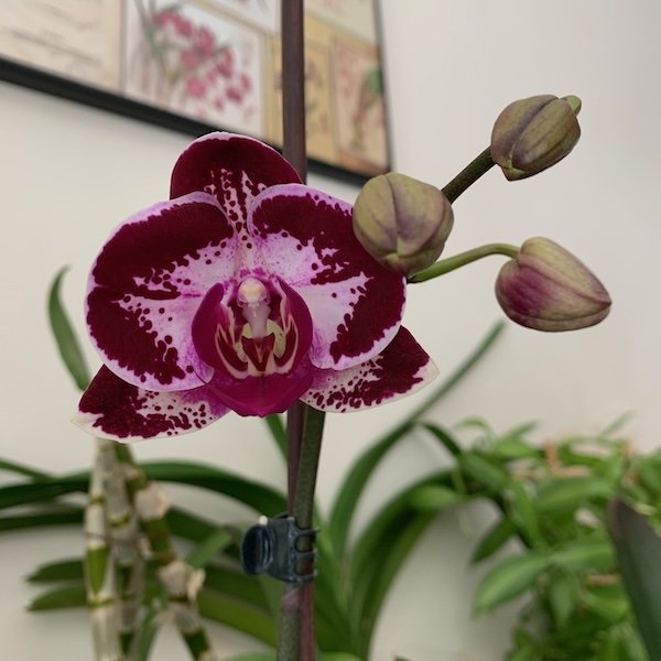 phalaenopsis